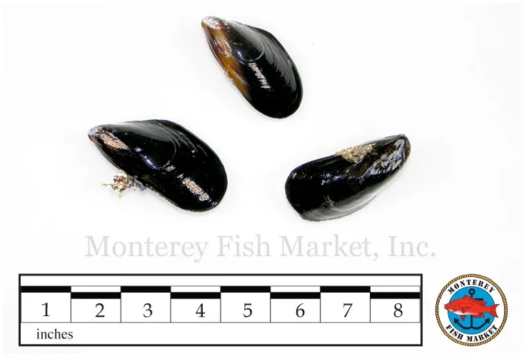 Blue Mussel
