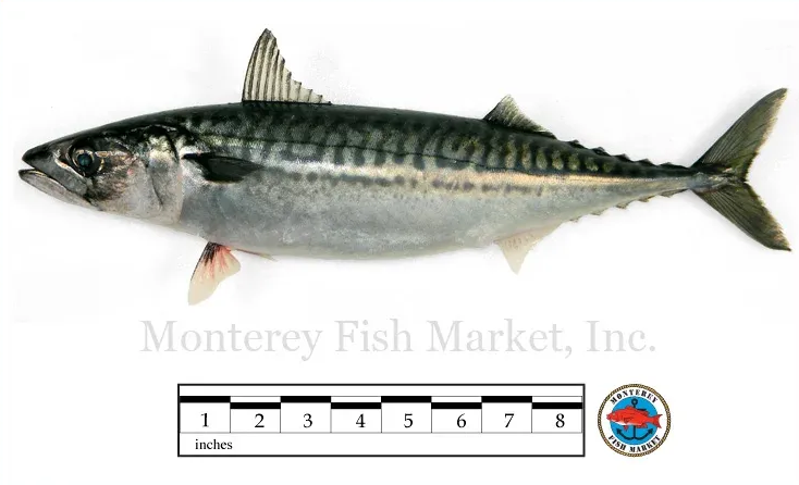 boston mackerel