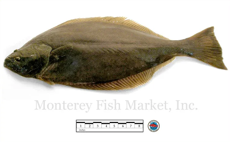 halibut