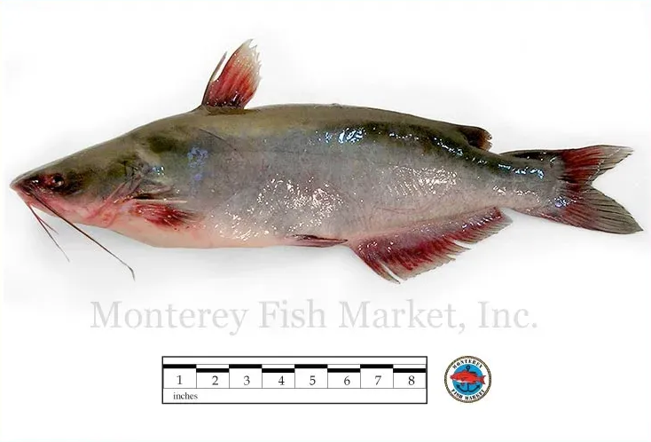 channel catfish