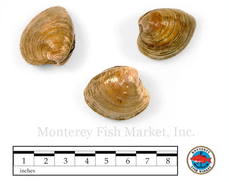 cherrystone clam