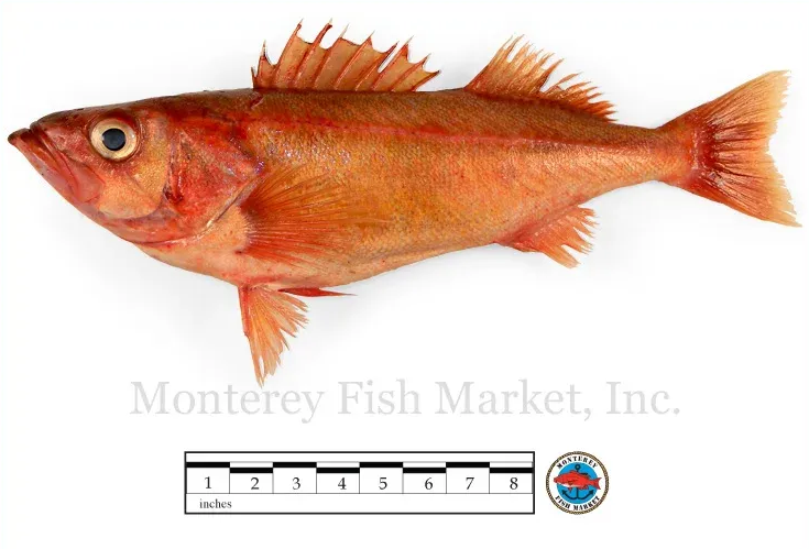 Chilipepper Rockfish