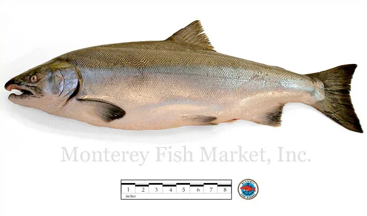 coho salmon