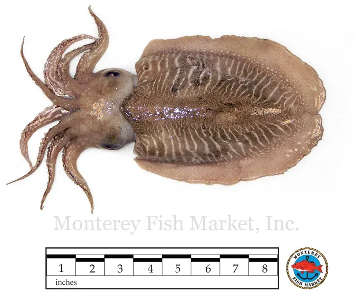 Cuttlefish
