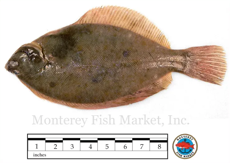 dab flounder