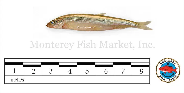 day smelt