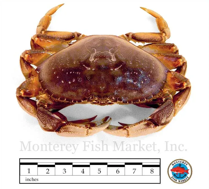 Dungeness Crab