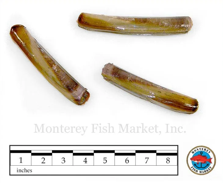 Eastern Razor Clam