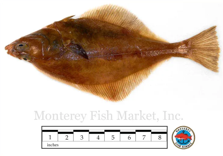 english sole