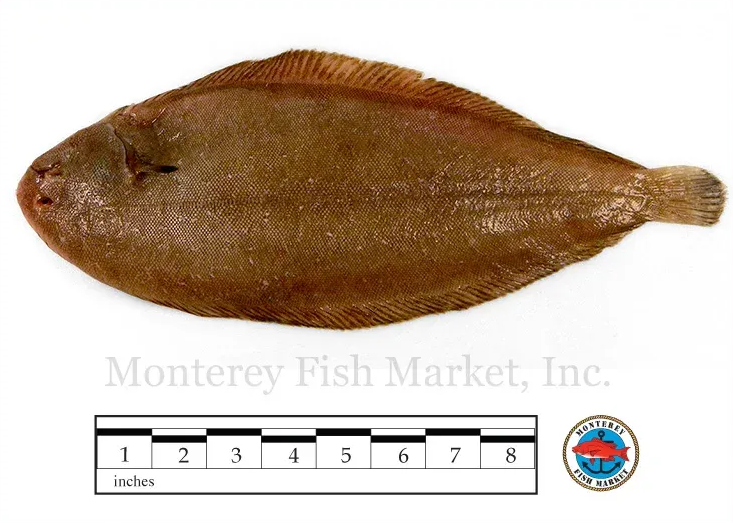 dover sole