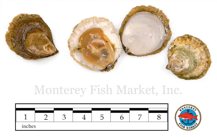 European Flat Oyster