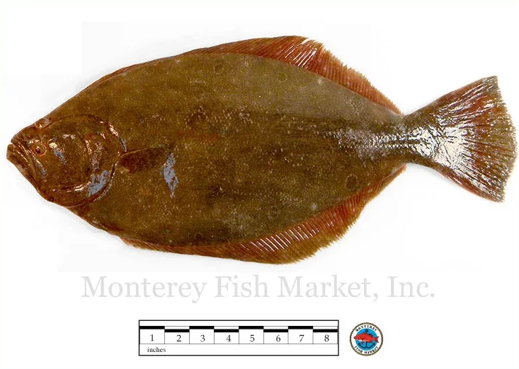 fluke