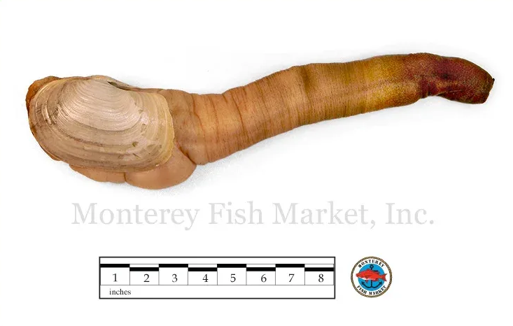 geoduck clam