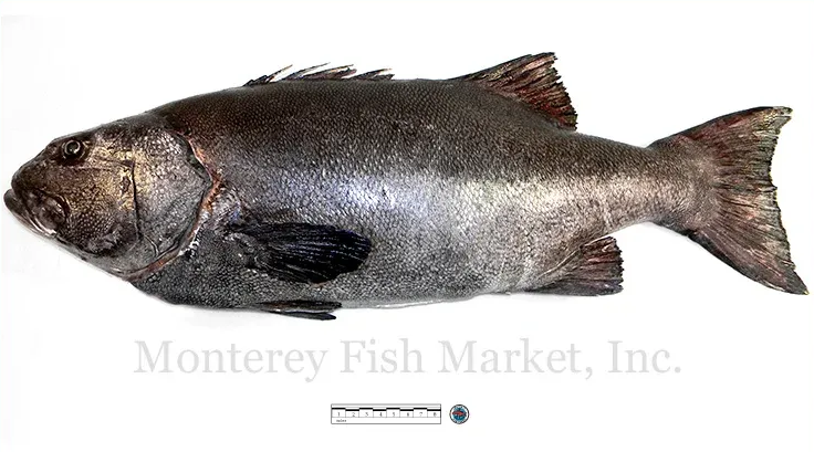 giant sea bass