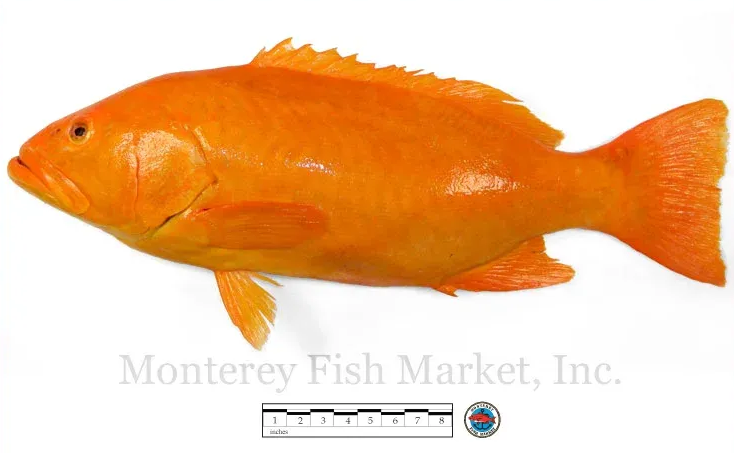 golden leopard grouper