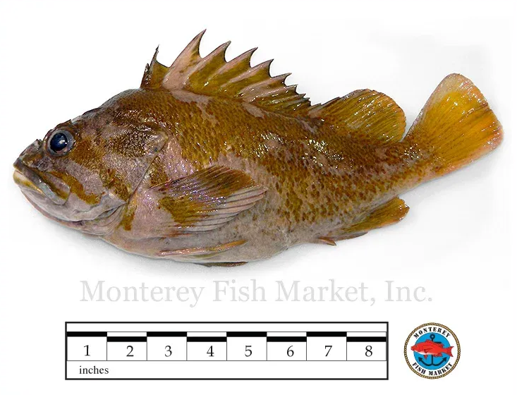 gopher rockfish