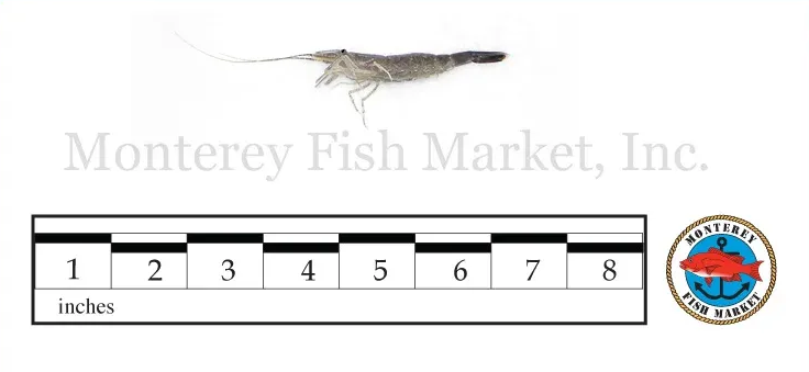 Grass Shrimp