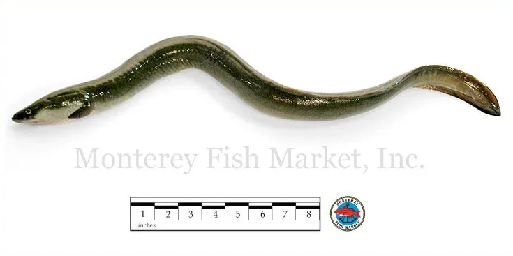 green eel