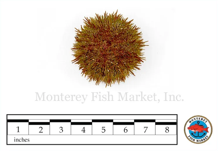 Green Sea Urchin