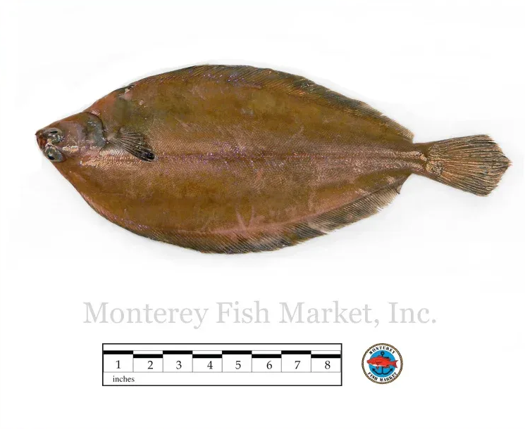grey sole