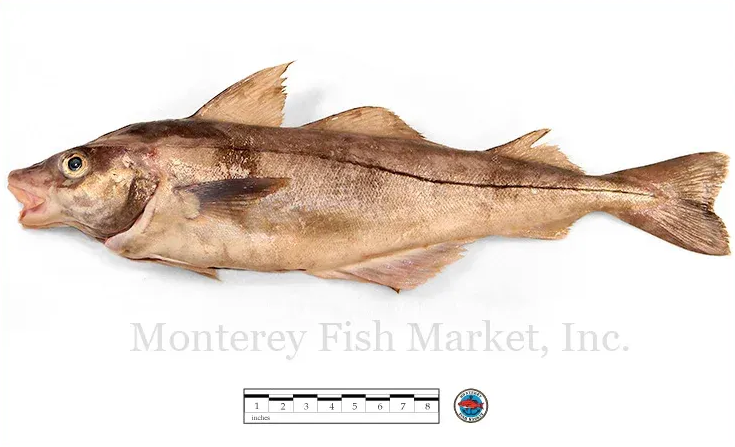 haddock