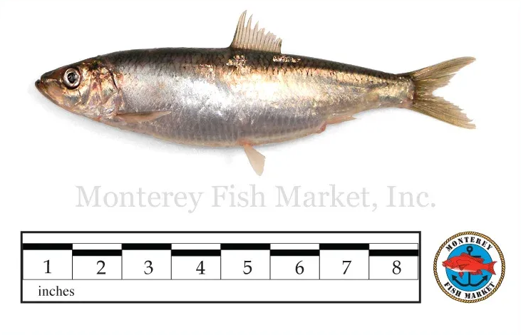herring