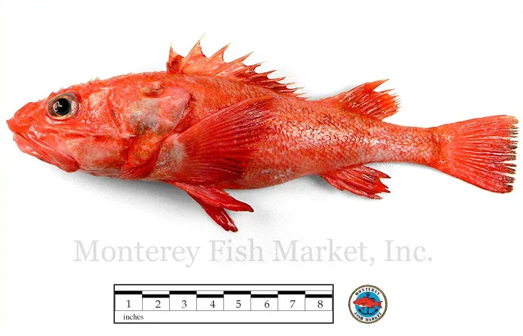 idiot fish