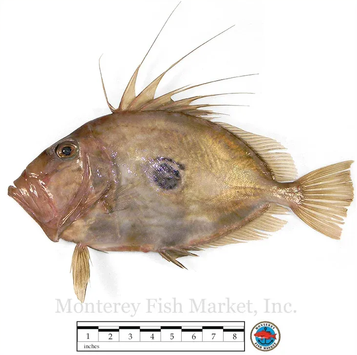 john dory