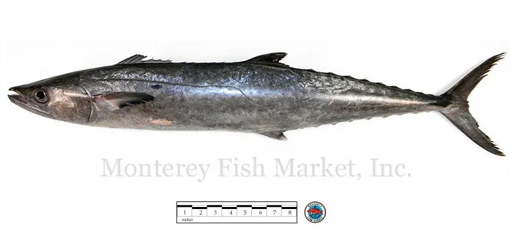 king mackerel