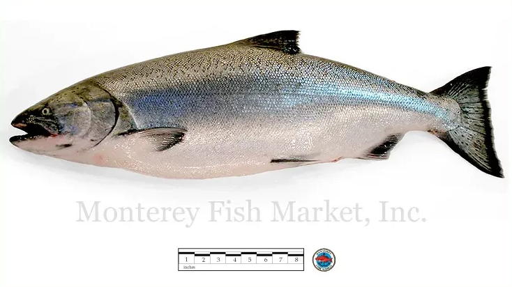 king salmon
