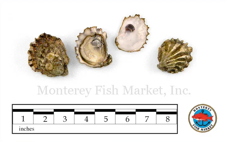 Kumamoto Oyster
