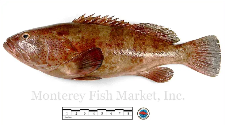 leopard grouper