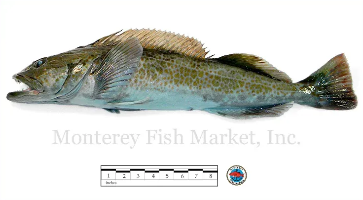 ling cod