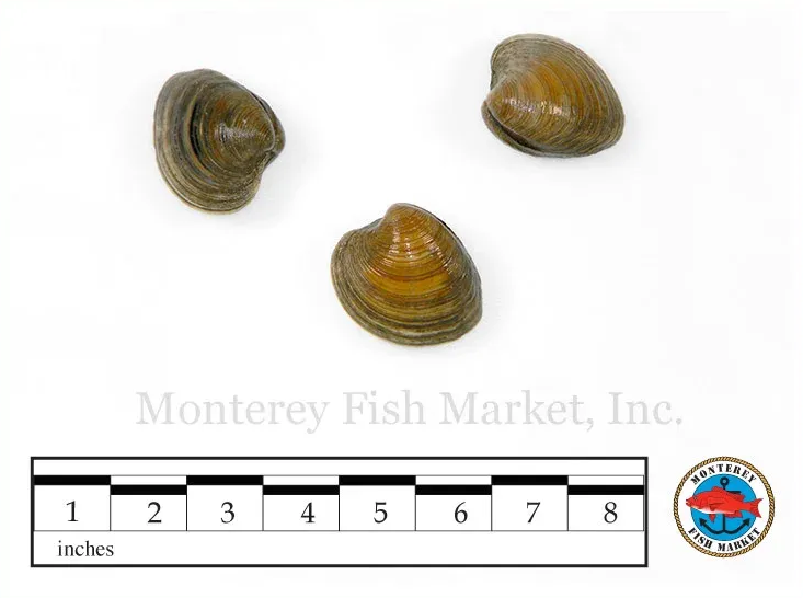 Little Neck Clam