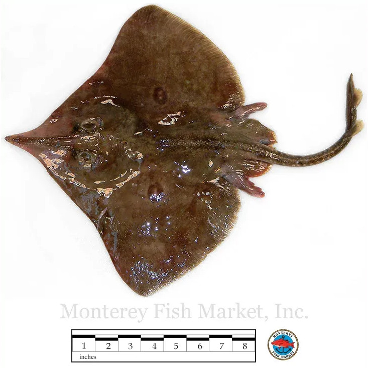 longnose skate