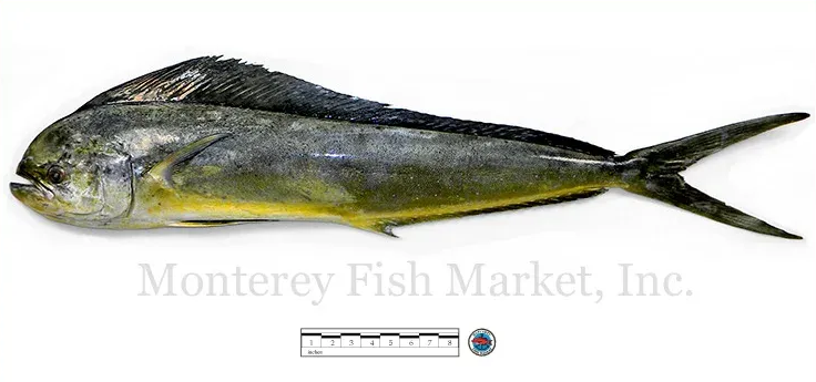 mahi mahi