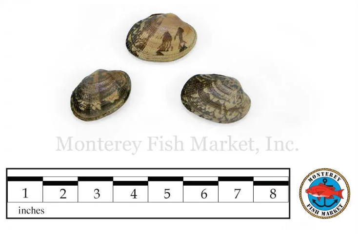 Manila Clam