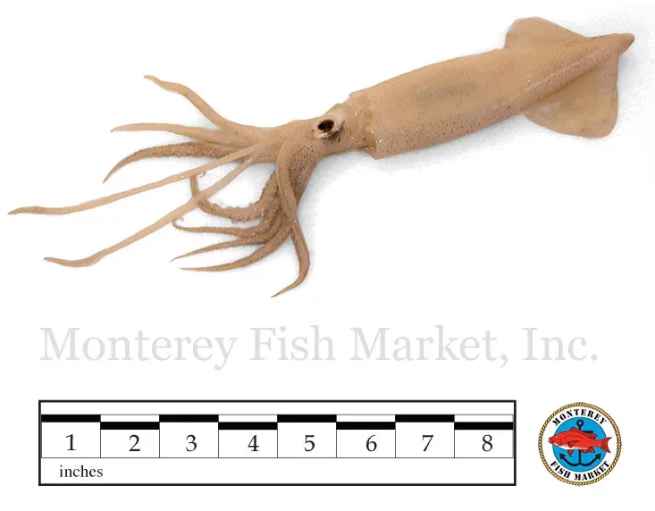 Market Squid