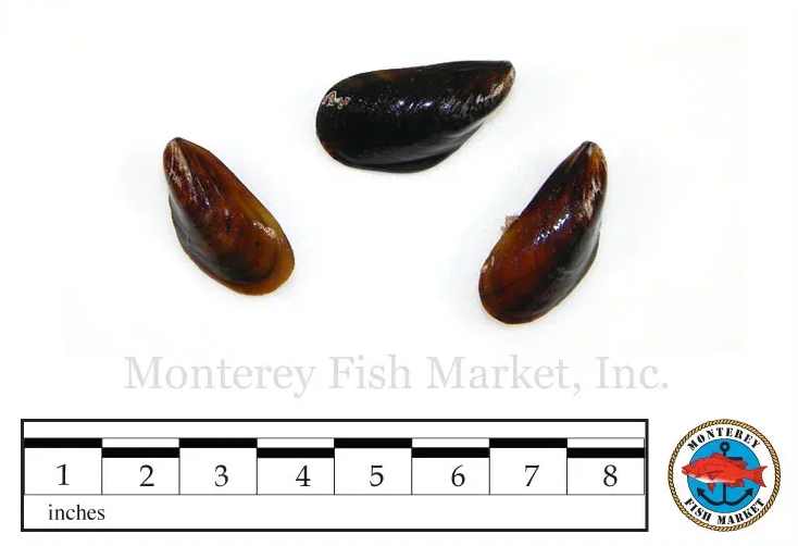 Mediterranean Mussel