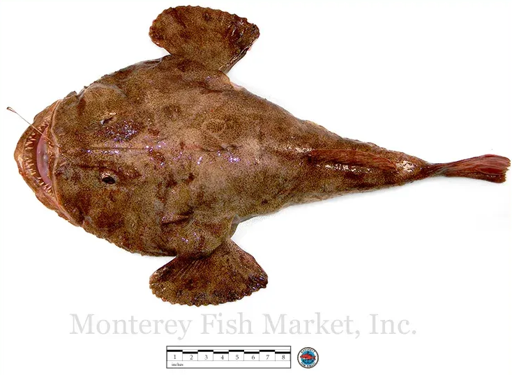 monkfish