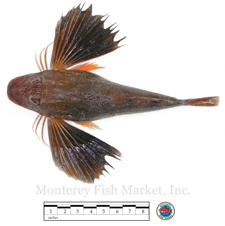 northern sea robin