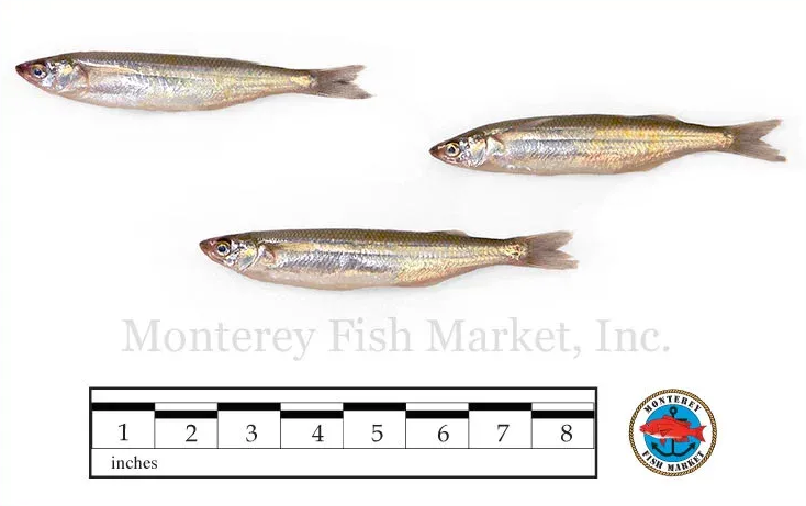 night smelt
