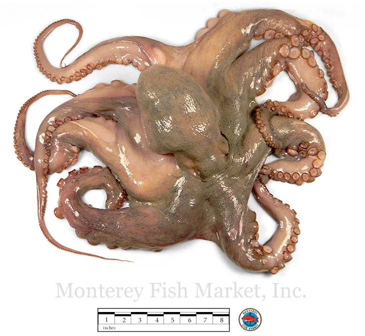 Octopus