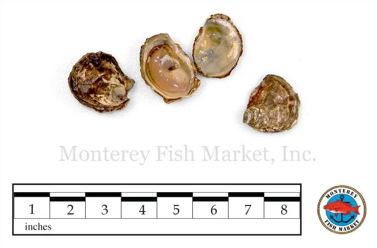 Olympia Oyster