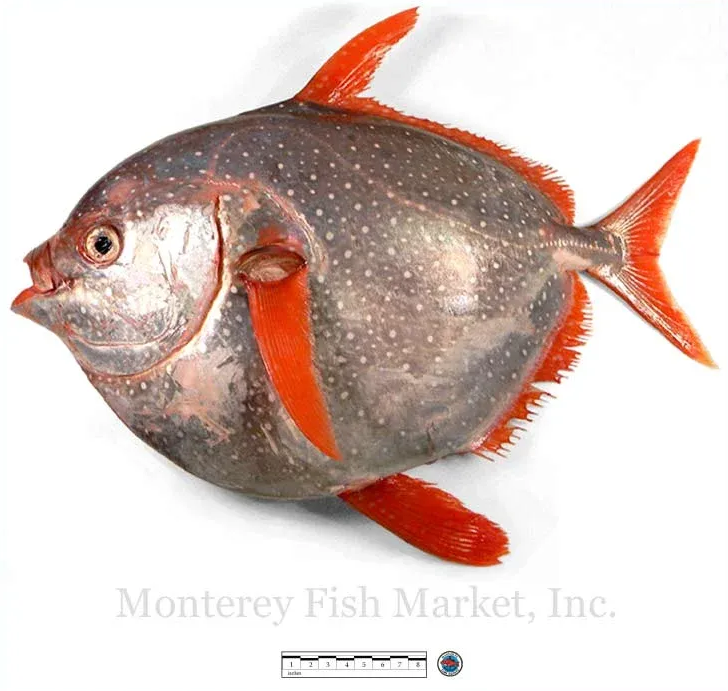 opah