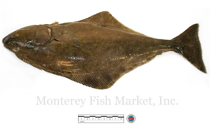 pacific halibut