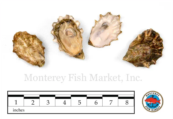 Pacific Oyster