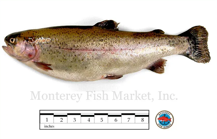 rainbow trout