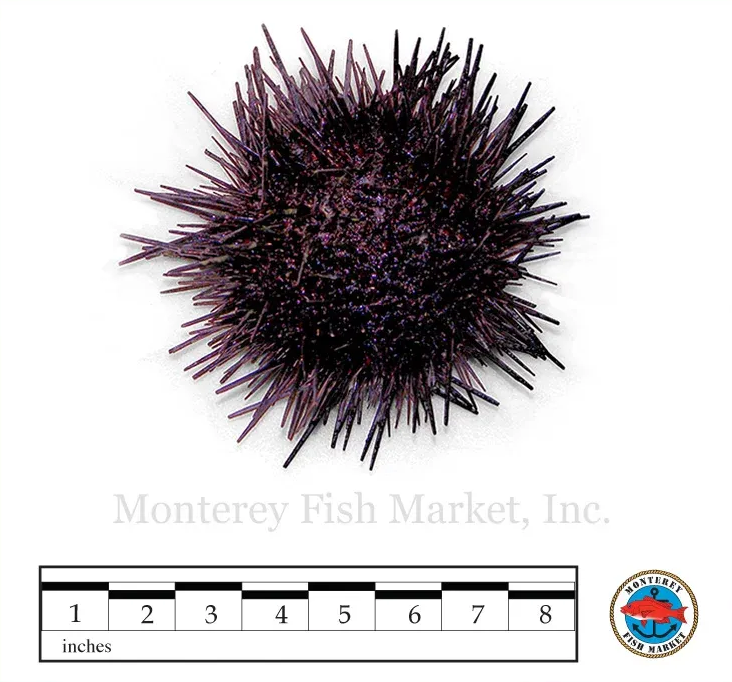 Red Sea Urchin