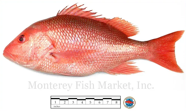 red snapper